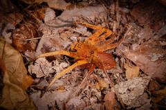 Heteropoda borneensis (Thorell, 1890) • Habitus • Dorsal • Alive • ♀ • Adult