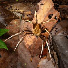 Heteropoda borneensis (Thorell, 1890) © Joseph K H Koh  • Habitus • Dorsal • Alive • ♂ • Adult