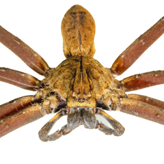 Heteropoda borneensis (Thorell, 1890) © Joseph K H Koh  • Habitus • Anterior • Eyes • Chelicerae • ♂ • Adult