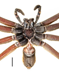 Heteropoda borneensis (Thorell, 1890) © Joseph K H Koh  • Habitus • Ventral • ♂ • Adult