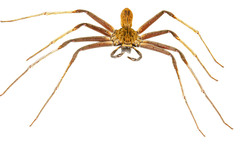 Heteropoda borneensis (Thorell, 1890) © Joseph K H Koh  • Habitus • Dorsal • Eyes • Chelicerae • ♂ • Adult