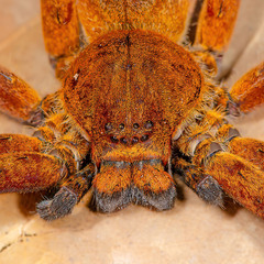 Heteropoda borneensis (Thorell, 1890) © Joseph K H Koh  • Habitus • Anterior • Eyes • Chelicerae • Alive • ♀ • Adult