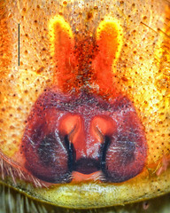 Heteropoda borneensis (Thorell, 1890) © Joseph K H Koh  • Epigyne • Ventral • ♀ • Adult