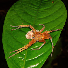 Heteropoda borneensis (Thorell, 1890) © Joseph K H Koh  • Habitus • Dorsal • Eggs • Alive • ♀ • Adult