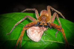 Heteropoda borneensis (Thorell, 1890) © Joseph K H Koh  • Habitus • Anterior • Eyes • Chelicerae • Eggs • Alive • ♀ • Adult