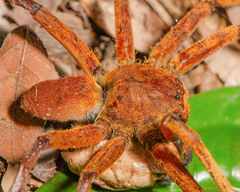Heteropoda borneensis (Thorell, 1890) © Joseph K H Koh  • Habitus • Labium • ♀ • Adult
