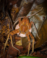 Heteropoda borneensis (Thorell, 1890) © Joseph K H Koh  • Habitus • Dorsal • Eggs • Alive • ♀ • Adult