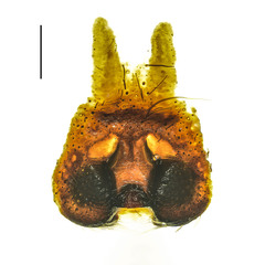 Heteropoda borneensis (Thorell, 1890) © Joseph K H Koh  • Epigyne • Ventral • ♀ • Adult