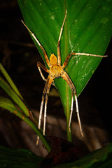 Heteropoda borneensis (Thorell, 1890) © Joseph K H Koh  • Habitus • Dorsal • Alive • ♂ • Adult
