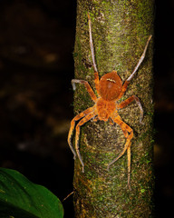 Heteropoda borneensis (Thorell, 1890) © Joseph K H Koh  • Habitus • Dorsal • Alive • Juvenile