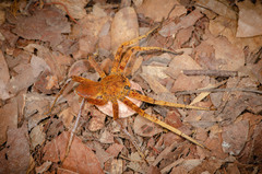 Heteropoda borneensis (Thorell, 1890) © Joseph K H Koh  • Habitus • Lateral • Eggs • Alive • ♀ • Adult