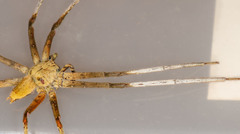 Heteropoda borneensis (Thorell, 1890) © Joseph K H Koh  • Habitus • Dorsal • Alive • ♂ • Adult