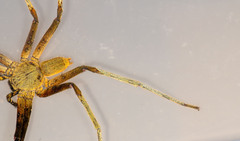 Heteropoda borneensis (Thorell, 1890) © Joseph K H Koh  • Habitus • Dorsal • Alive • ♂ • Adult