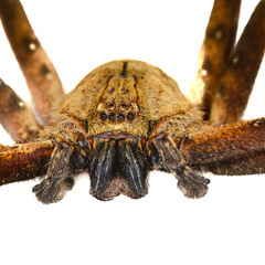 Heteropoda borneensis (Thorell, 1890) © Joseph K H Koh  • Habitus • Anterior • Chelicerae • ♂ • Adult