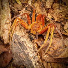 Heteropoda borneensis (Thorell, 1890) © Joseph K H Koh  • Habitus • Dorsal • Alive • ♀ • Adult