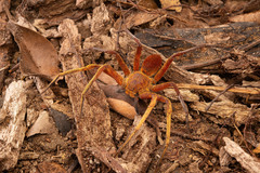 Heteropoda borneensis (Thorell, 1890) © Joseph K H Koh  • Habitus • Dorsal • Alive • ♀ • Adult