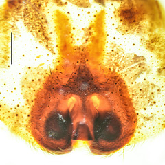 Heteropoda borneensis (Thorell, 1890) © Joseph K H Koh  • Epigyne • Ventral • ♀ • Adult