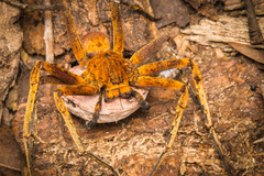 Heteropoda borneensis (Thorell, 1890) © Joseph K H Koh  • Habitus • Anterior • Eyes • Chelicerae • Eggs • Alive • ♀ • Adult