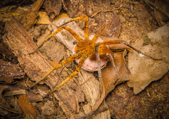 Heteropoda borneensis (Thorell, 1890) © Joseph K H Koh  • Habitus • Dorsal • Eggs • Alive • ♀ • Adult