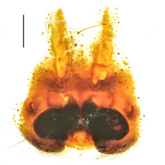 Heteropoda borneensis (Thorell, 1890) © Joseph K H Koh  • Epigyne • Ventral • ♀ • Adult