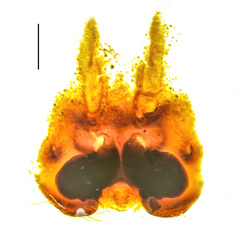 Heteropoda borneensis (Thorell, 1890) © Joseph K H Koh  • Epigyne • Dorsal • ♀ • Adult