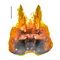 Heteropoda borneensis (Thorell, 1890) © Joseph K H Koh  • Epigyne • Ventral • ♀ • Adult