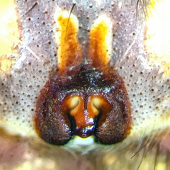 Heteropoda borneensis (Thorell, 1890) © Joseph K H Koh  • Epigyne • Ventral • ♀ • Adult