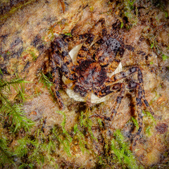 Heteropoda bufocorniculans Jäger & Koh, 2024 © Joseph K H Koh  • Habitus • Dorsal • Eggs • ♀ • Adult