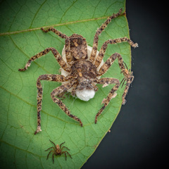 Heteropoda bufocorniculans Jäger & Koh, 2024 © Joseph K H Koh  • Habitus • Dorsal • Eggs • Alive • ♀ • Adult