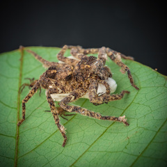 Heteropoda bufocorniculans Jäger & Koh, 2024 © Joseph K H Koh  • Alive • Habitus • Lateral • Eggs • ♀ • Adult