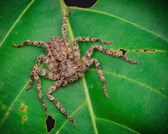 Heteropoda bufocorniculans Jäger & Koh, 2024 © Joseph K H Koh  • Alive • Habitus • Dorsal • ♀ • Adult