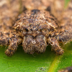 Heteropoda bufocorniculans Jäger & Koh, 2024 © Joseph K H Koh  • Alive • Habitus • Anterior • Eyes • ♀ • Adult