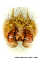 Heteropoda bufocorniculans Jäger & Koh, 2024 © Joseph K H Koh  • ♀ • Adult