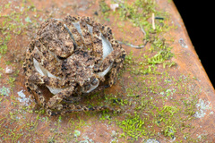 Heteropoda bufocorniculans Jäger & Koh, 2024 © Nicky Bay  • Habitus • Dorsal • Eggs • Alive • ♀ • Adult