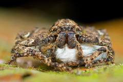 Heteropoda bufocorniculans Jäger & Koh, 2024 © Nicky Bay  • Alive • Habitus • Anterior • Eggs • Eyes • ♀ • Adult