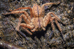Heteropoda christae Jäger, 2008 © Ria Tan  • Habitus • Dorsal • Alive • ♀ • Adult