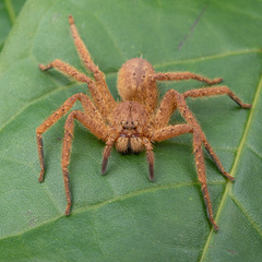 Heteropoda christae Jäger, 2008 © Joseph K H Koh  • Habitus • Anterior • Alive • ♀ • Adult