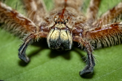 Heteropoda davidbowie Jager, 2008 © Joseph K H Koh  • Habitus • Anterior • Eyes • Alive • ♂ • Adult
