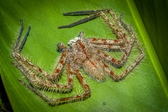 Heteropoda davidbowie Jager, 2008 © Joseph K H Koh  • Habitus • Dorsal • Alive • ♂ • Adult