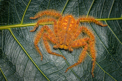 Heteropoda davidbowie Jager, 2008 © Chris Ang  • Habitus • Dorsal • Alive • Juvenile