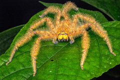 Heteropoda davidbowie Jager, 2008 © Chris Ang  • Habitus • Anterior • Alive • ♀ • Adult