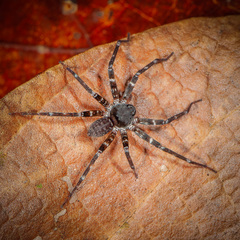 Heteropoda josephkohi Jäger, 2024 © Joseph K H Koh  • Habitus • Dorsal • Alive • ♂ • Adult