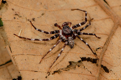 Heteropoda josephkohi Jäger, 2024 © Joseph K H Koh  • Habitus • Dorsal • Alive • ♂ • Adult