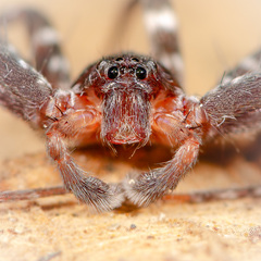 Heteropoda josephkohi Jäger, 2024 © Joseph K H Koh  • Habitus • Anterior • Eyes • Chelicerae • Alive • ♂ • Adult