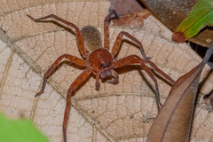 Heteropoda laai Jäger, 2008 © Joseph K H Koh  • Habitus • Dorsal • Alive • ♀ • Adult