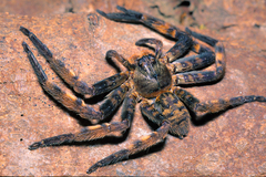 Heteropoda lunula (Doleschall, 1857) © Joseph K H Koh  • Habitus • Dorsal • Alive • ♀ • Adult