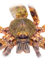 Heteropoda natans Jäger, 2005 © Joseph K H Koh  • Habitus • Anterior • Eyes • Chelicerae • Alive • ♀ • Adult