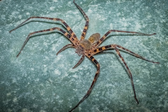 Heteropoda natans Jäger, 2005 © Joseph K H Koh  • Habitus • Dorsal • Alive • ♀ • Adult