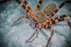 Heteropoda natans Jäger, 2005 © Joseph K H Koh  • Habitus • Dorsal • Alive • ♀ • Adult