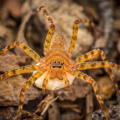 Heteropoda singaporensis Jäger, 2024 © Joseph K H Koh  • Habitus • Anterior • Eyes • Chelicerae • Eggs • Alive • ♀ • Adult